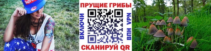 Галлюциногенные грибы Psilocybine cubensis  Тогучин 
